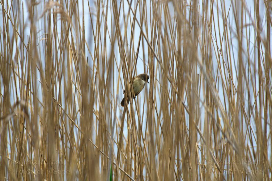 Schilfsänger (Acrocephalus scirpaceus). Teichrohrsänger. Rohrsänger im Schilfgürtel
11. 5. 2013. Brandenburg. Linum. Fauna. Tiere. Vogel. Vögel. Schilfsänger (Acrocephalus scirpaceus). Teichrohrsänger. Rohrsänger im Schilfgürtel
Schlüsselwörter: birds;Brandenburg;Fauna;Linum;Rohrsänger;Schilfgürtel;Schilfsänger;Teichrohrsänger;Tiere;Vogel;Vögel;2013