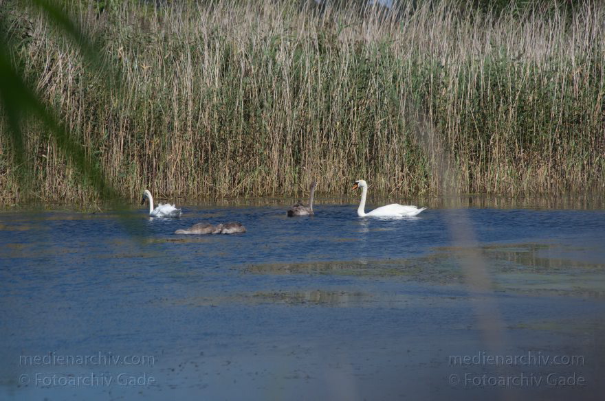 Brandenburg. Linum. Teiche. Vogel. Schwan, Schwäne, Küken
20. 8. 2011. Brandenburg. Linum. Teiche. Fauna. Tiere. Vogel. Vögel. Schwan, Schwäne, Küken
Schlüsselwörter: birds;Brandenburg;Fauna;Jungen;Küken;Linum;Schwan;Schwäne;Teiche;Tiere;Vogel;Vögel;2011