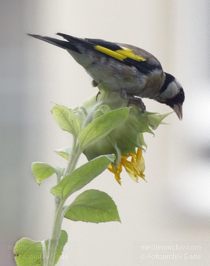 Berlin. Vogel. Stieglitz (Carduelis carduelis)
19. 8. 2013. Berlin. Mitte. Wedding. Fauna. Vogel. Vögel. Stieglitz (Carduelis carduelis), auch Distelfink an einer Sonnenblume
Schlüsselwörter: Berlin;Carduelis carduelis;Distelfink;Fauna;Stieglitz;Vogel;2013;Vögel