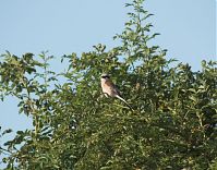 Vogel-20110705-29.jpg