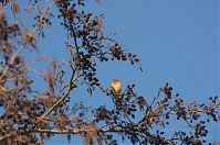 Vogel-20140111-206.jpg