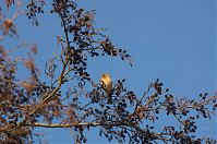 Vogel-20140111-207.jpg