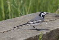 Vogel-Bachstelze-20150513-19.jpg