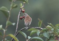 Vogel-Bluthaenfling-20110708-096.jpg