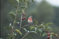 Vogel-Bluthaenfling-20110710-17.jpg