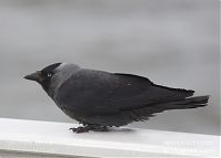 Vogel-Dohle-20130626-102.jpg
