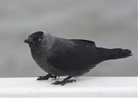 Vogel-Dohle-20130626-104.jpg