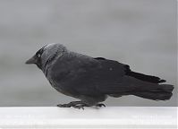 Vogel-Dohle-20130626-105.jpg