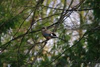 Vogel-Eichelhaeher-20091213-22.jpg