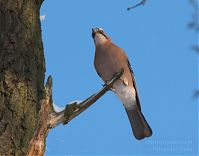 Vogel-Eichelhaeher-20101218-10.jpg