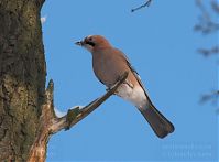 Vogel-Eichelhaeher-20101218-11.jpg