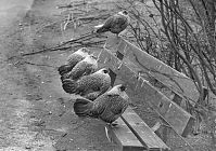 Vogel-Huhn198106-11.jpg