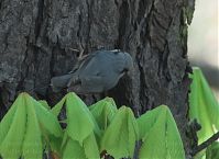 Vogel-Kleiber-20100412-20.jpg