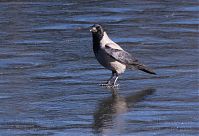 Vogel-Kraehe-20120226-037.jpg
