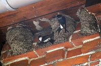 Vogel-Mauersegler20110529-01.jpg