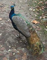 Vogel-Pfau-20081102-100.jpg