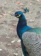 Vogel-Pfau-20081102-101.jpg