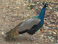 Vogel-Pfau-20081102-102.jpg