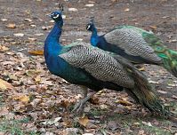 Vogel-Pfau-20081102-95.jpg