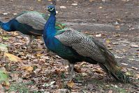 Vogel-Pfau-20081102-96.jpg