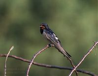 Vogel-Rauchschwalbe-20100702-22.jpg