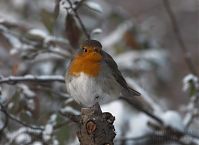 Vogel-Rotkehlchen-20101219-103.jpg