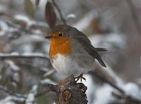 Vogel-Rotkehlchen-20101219-105.jpg