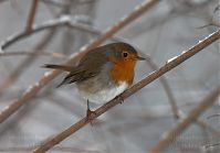 Vogel-Rotkehlchen-20101219-111.jpg
