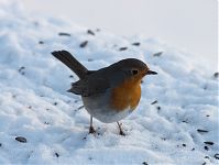 Vogel-Rotkehlchen-20101226-10.jpg
