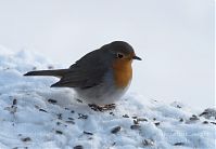 Vogel-Rotkehlchen-20101226-12.jpg