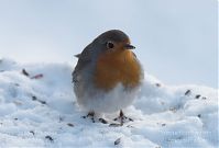 Vogel-Rotkehlchen-20101226-13.jpg