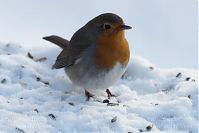 Vogel-Rotkehlchen-20101226-14.jpg