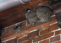 Vogel-Schwalbe-20100523-Linum-29-01.jpg
