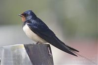 Vogel-Schwalbe-20150502-16.jpg