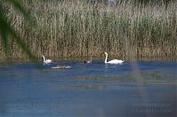 Vogel-Schwan-201108-20-141a.jpg