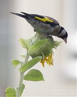 Vogel-Stieglitz-20130819-001.jpg