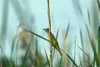 Vogel-Sumpfrohr-20100704-11.jpg
