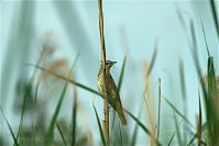 Vogel-Sumpfrohr-20100704-13.jpg