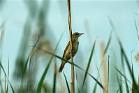 Vogel-Sumpfrohr-20100704-14.jpg