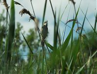 Vogel-Sumpfrohr-20100707-10.jpg