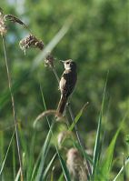 Vogel-Sumpfrohr-20100707-12.jpg