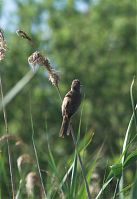 Vogel-Sumpfrohr-20100707-13.jpg