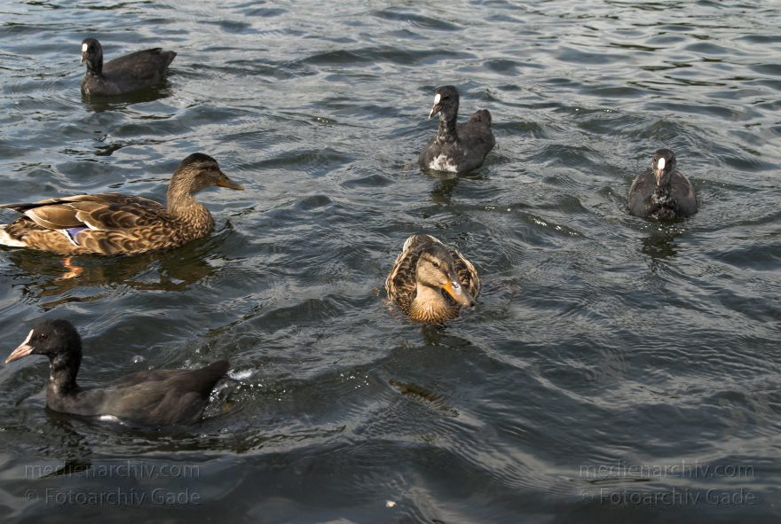 Vogel. Schwimmende Enten
8. 8. 2008. Berlin. Fauna. Tiere. Vogel. Schwimmende Enten
Schlüsselwörter: Berlin;birds;Enten;Fauna;Tiere;Vogel;Vögel;2008