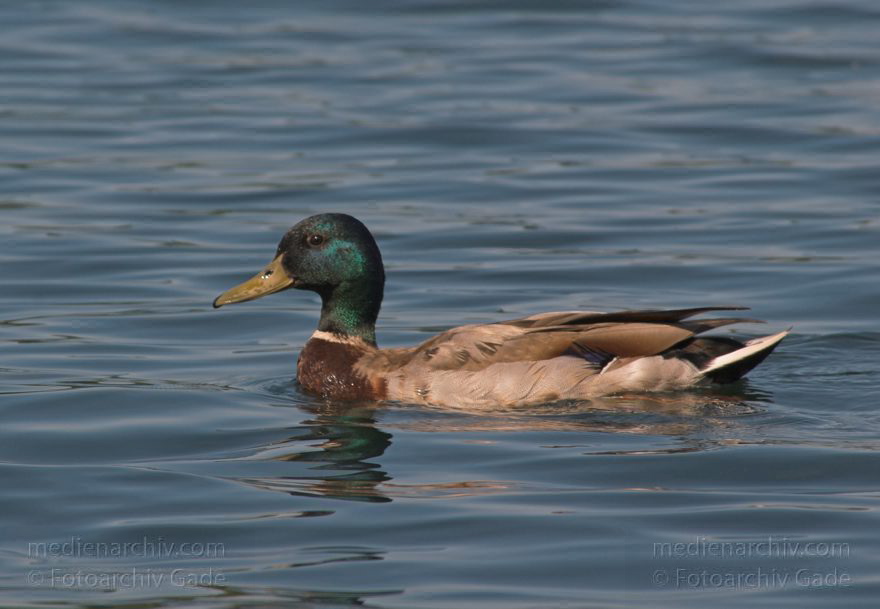 Fauna. Vogel. Enten. Carwitzer See
21. 6. 2005. Mecklenburg-Vorpommern. Fauna. Vogel. Enten. Carwitzer See
Schlüsselwörter: birds;Enten;Fauna;Mecklenburg-Vorpommern;Vogel;2005;Vögel
