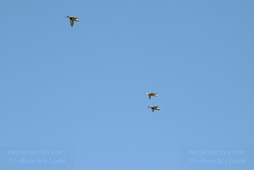 Berlin. Vogel. Drei Enten im Flug.
29. 4. 2007. Berlin. Fauna. Tiere. Vogel. Vögel. Drei Enten im Flug.
Schlüsselwörter: Berlin;birds;Enten;Fauna;Himmel;Tiere;Vogel;Vogelflug;Vögel;2007