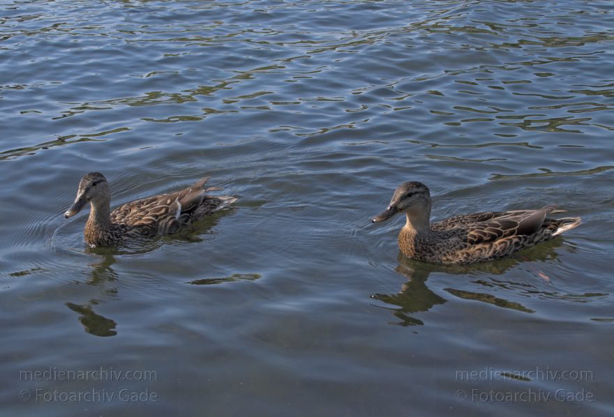 Vogel. Schwimmende Enten
7. 8. 2008. Berlin. Fauna. Tiere. Vogel. Schwimmende Enten
Schlüsselwörter: Berlin;birds;Enten;Fauna;Vogel;Vögel;2008