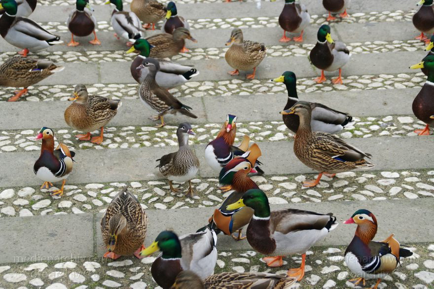 Wasservögel. Enten. Mandarinenenten.
29. 11. 2008. Berlin. Fauna. Tiere. Vogel. Vögel. Wasservögel. Enten. Mandarinenenten. (Am Karpfenteich im Schlosspark Charlottenburg)
Schlüsselwörter: Berlin;birds;Enten;Fauna;Tiere;Vogel;Vögel;2008