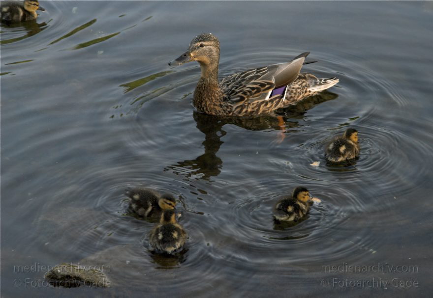Ente mit Küken
2. 5. 2009. Berlin. Hohenzollernkanal. Fauna Tiere. Vogel Vögel. Wasservogel. Ente mit Küken.
Schlüsselwörter: Berlin;birds;Enten;Fauna;Küken;Tiere;Vogel;Vögel;Wasservogel;2009