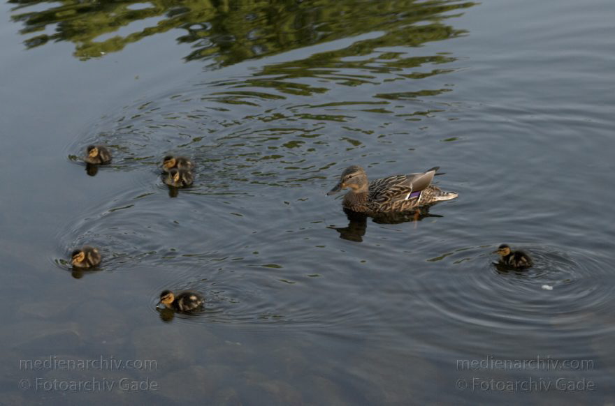 Ente mit Küken
2. 5. 2009. Berlin. Hohenzollernkanal. Fauna Tiere. Vogel Vögel. Wasservogel. Ente mit Küken.
Schlüsselwörter: Berlin;birds;Enten;Fauna;Küken;Tiere;Vogel;Vögel;Wasservogel;2009