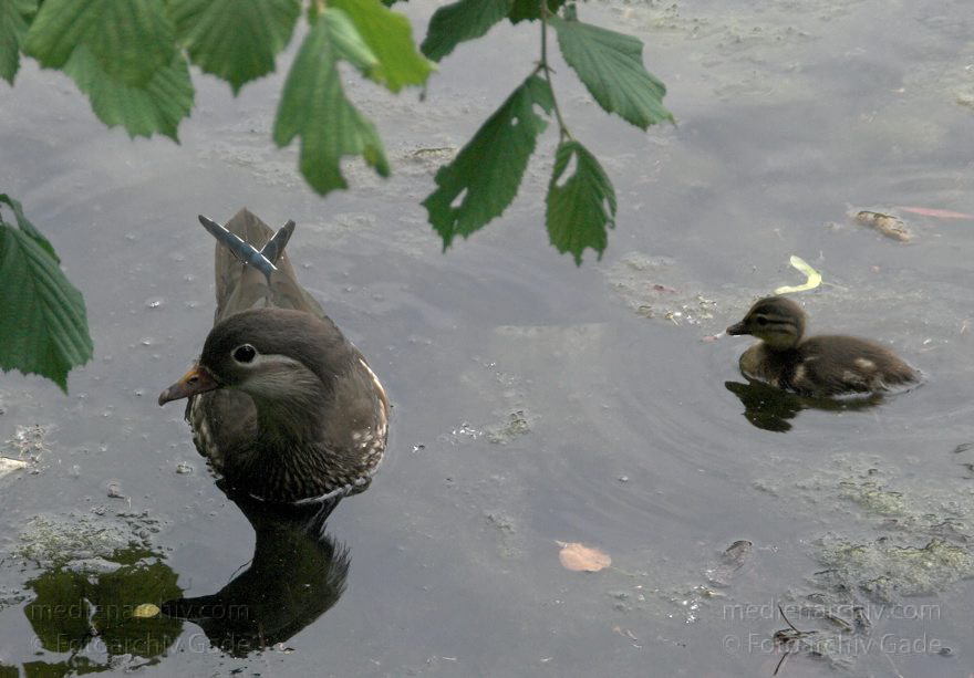 Vogel. Schwimmende Enten
1. 6. 2009. Berlin. Mitte. Wedding. Plötzensee. Fauna. Tiere. Vogel. Schwimmende Enten. Küken
Schlüsselwörter: Berlin;birds;Enten;Fauna;KÃ¼ken;Tiere;Vogel;VÃ¶gel;Wedding;2009;Mitte;Plötzensee